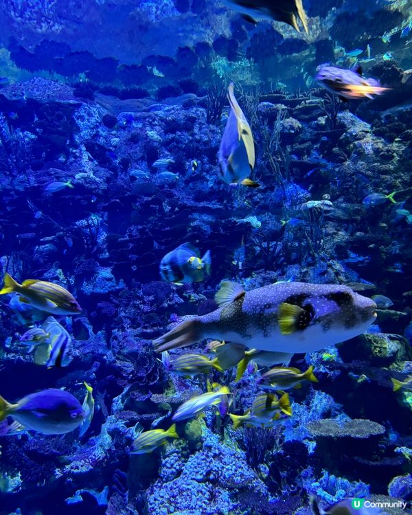 週末海洋公園親子遊！勁好玩🥳🎢