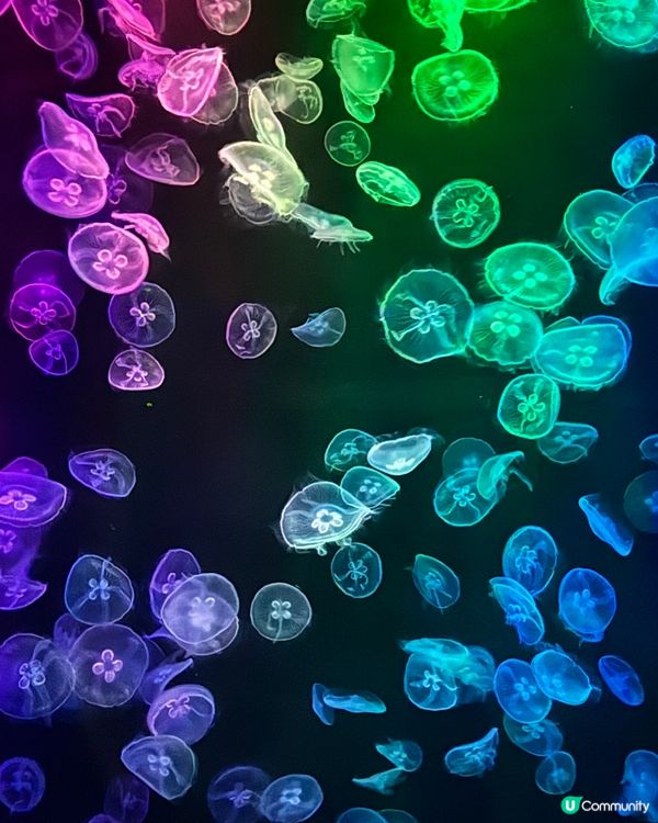 週末海洋公園親子遊！勁好玩🥳🎢