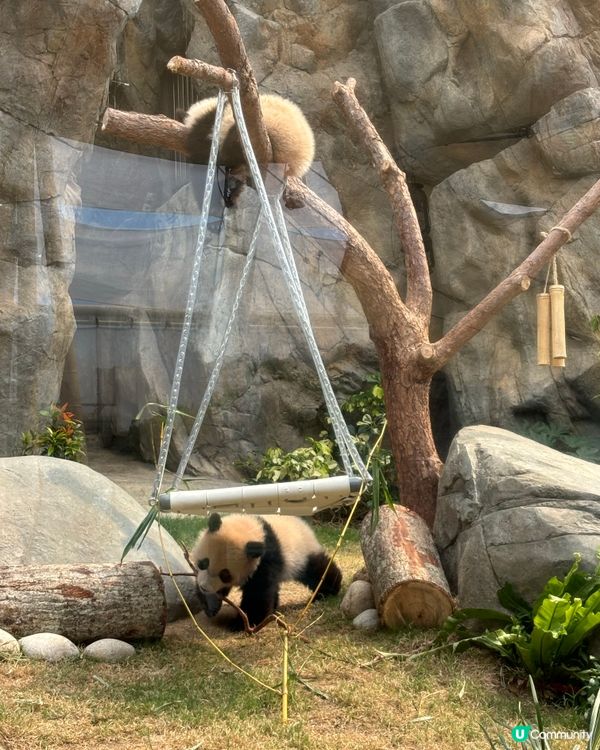 週末海洋公園親子遊！勁好玩🥳🎢