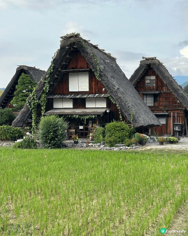 秋天名古屋白川鄉合掌村，雖然景是最美，但綠油油又是另一番風味...