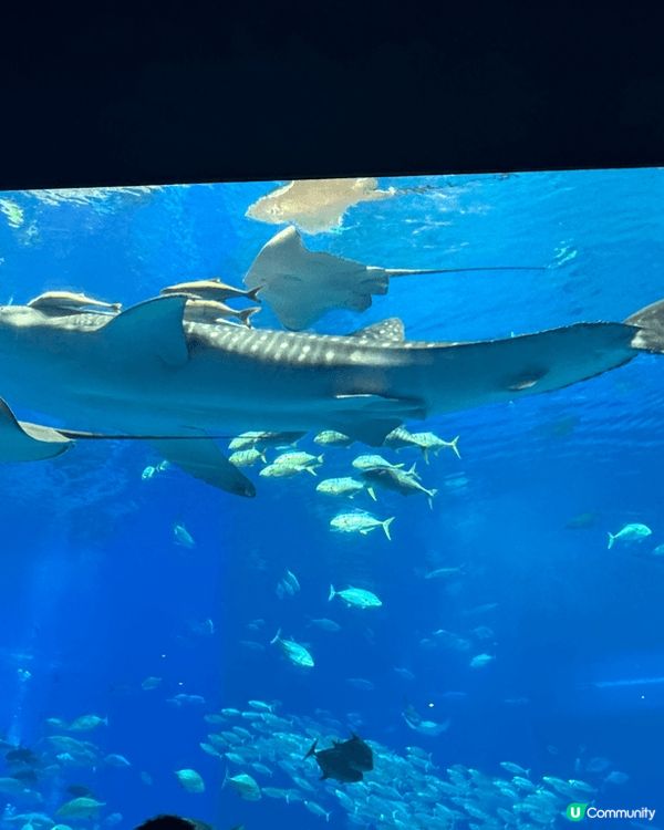 大癲一個人去沖繩之旅，無車牌開電動車上山吃好西
