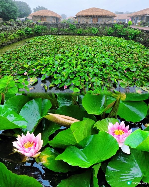 濟州一日遊⛰️睇海女表演🤩