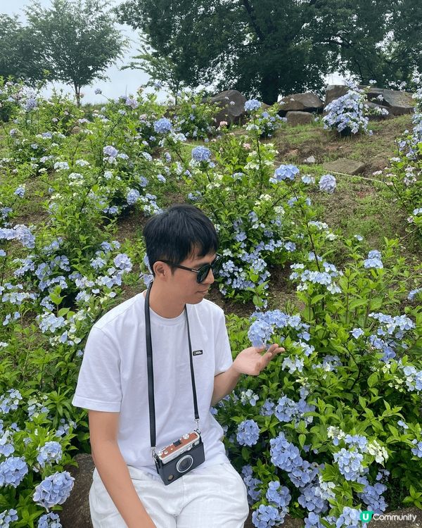 呢度係日本廣島縣，花夢之里，呢度到六月中有好多繡球花，影相非...