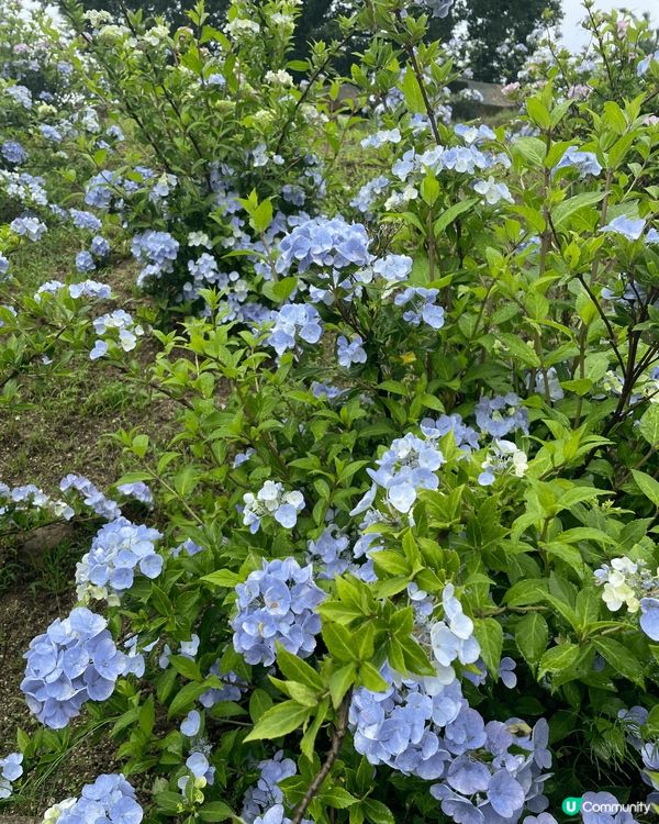 呢度係日本廣島縣，花夢之里，呢度到六月中有好多繡球花，影相非...