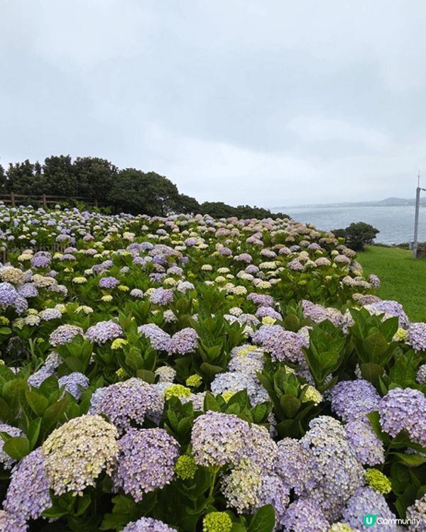 濟州繡球花自駕遊🌸！靚爆景點大公開！🤩