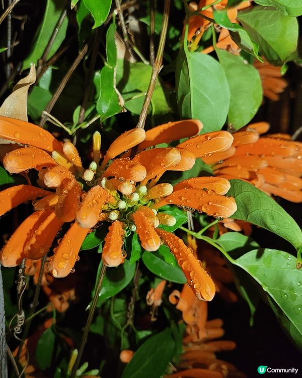 是在上水圍村彭氏家族的一個元宵活動，有傳統拜祭儀式，食物飲品...