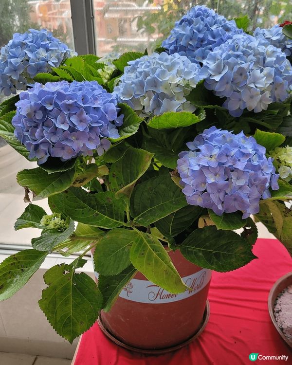 是在上水圍村彭氏家族的一個元宵活動，有傳統拜祭儀式，食物飲品...