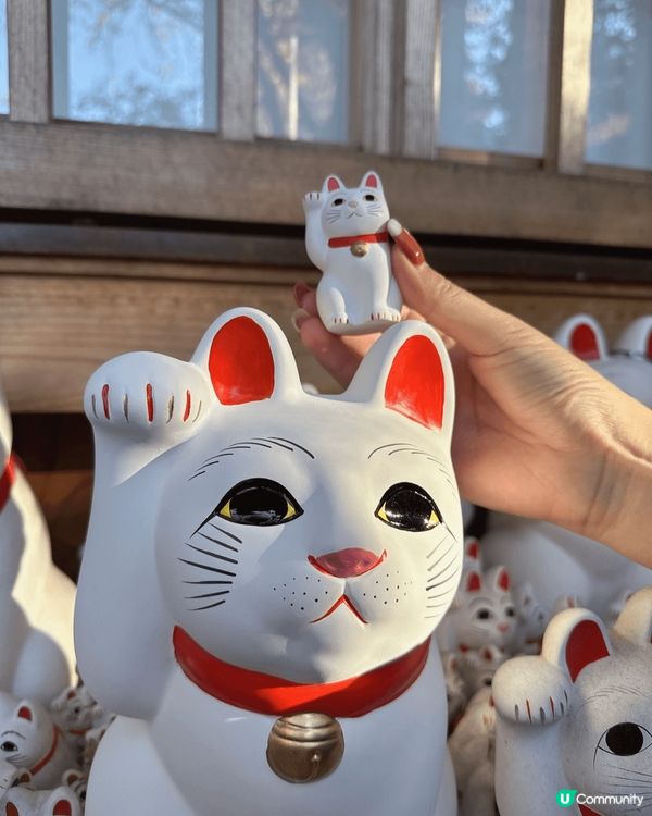 豪德寺の幸福感！招財貓の魅力😻