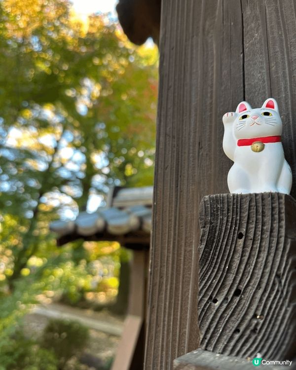豪德寺の幸福感！招財貓の魅力😻