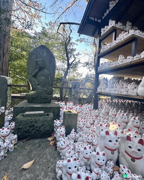 豪德寺の幸福感！招財貓の魅力😻