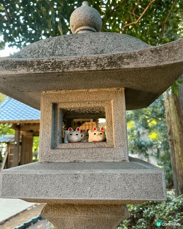 豪德寺の幸福感！招財貓の魅力😻