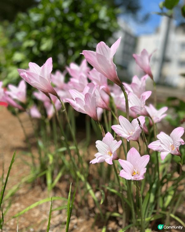 日本冲繩那霸市有許多值得一遊的景點，包括歷史遺跡、購物區和自...