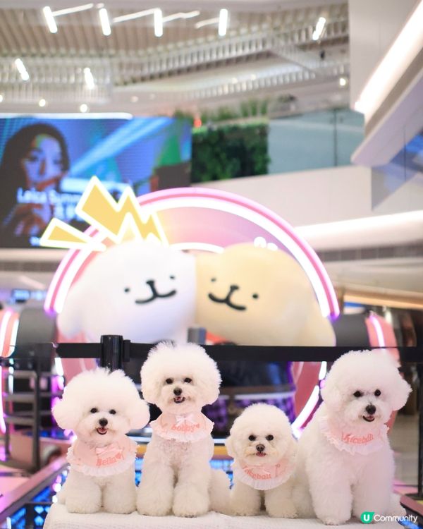 當白色小狗遇上線條小狗🐻‍❄️🐻‍❄️><