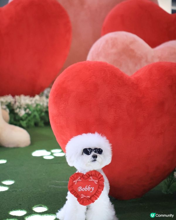 當白色小狗遇上線條小狗🐻‍❄️🐻‍❄️><