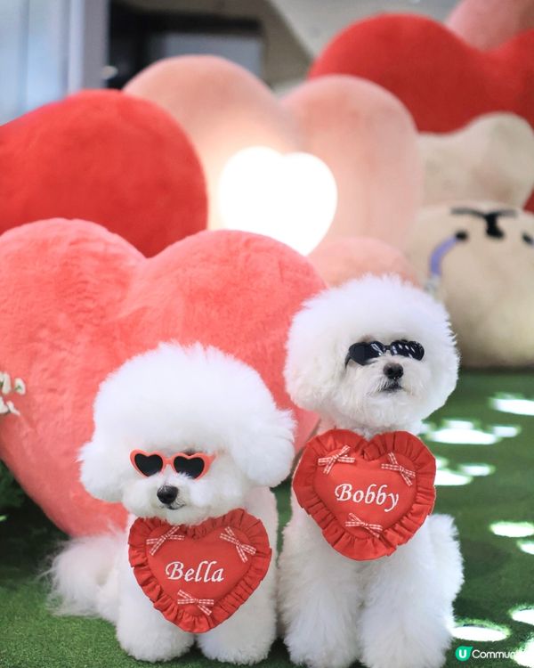 當白色小狗遇上線條小狗🐻‍❄️🐻‍❄️><