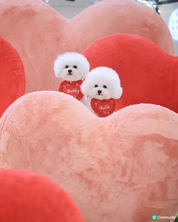 當白色小狗遇上線條小狗🐻‍❄️🐻‍❄️><