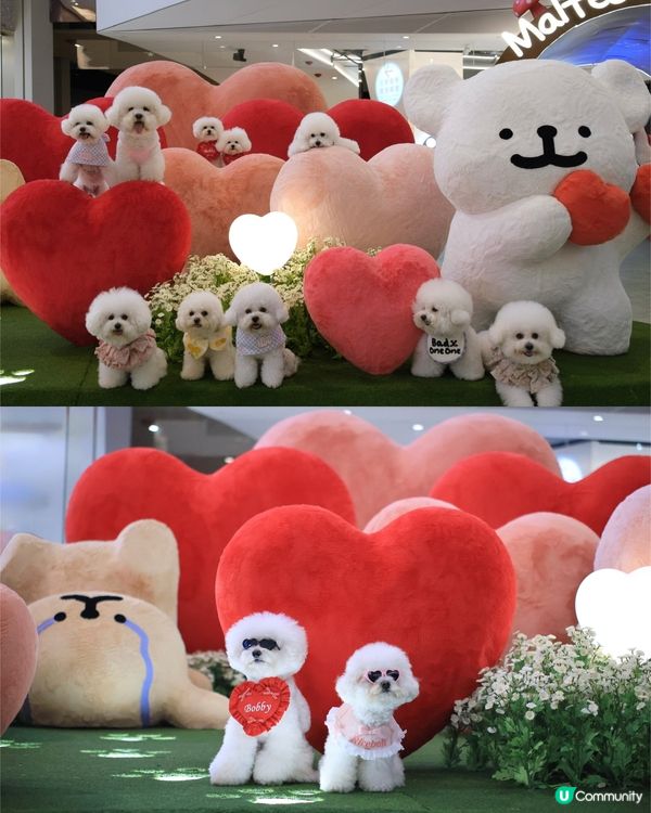 當白色小狗遇上線條小狗🐻‍❄️🐻‍❄️><