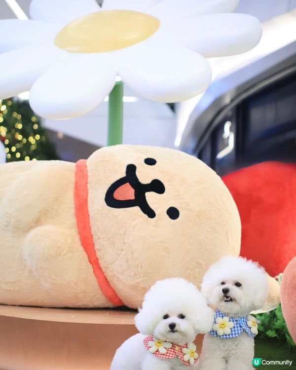 當白色小狗遇上線條小狗🐻‍❄️🐻‍❄️><