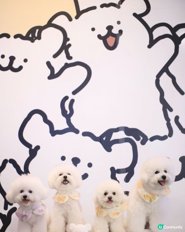 當白色小狗遇上線條小狗🐻‍❄️🐻‍❄️><