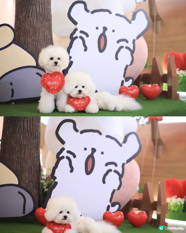 當白色小狗遇上線條小狗🐻‍❄️🐻‍❄️><