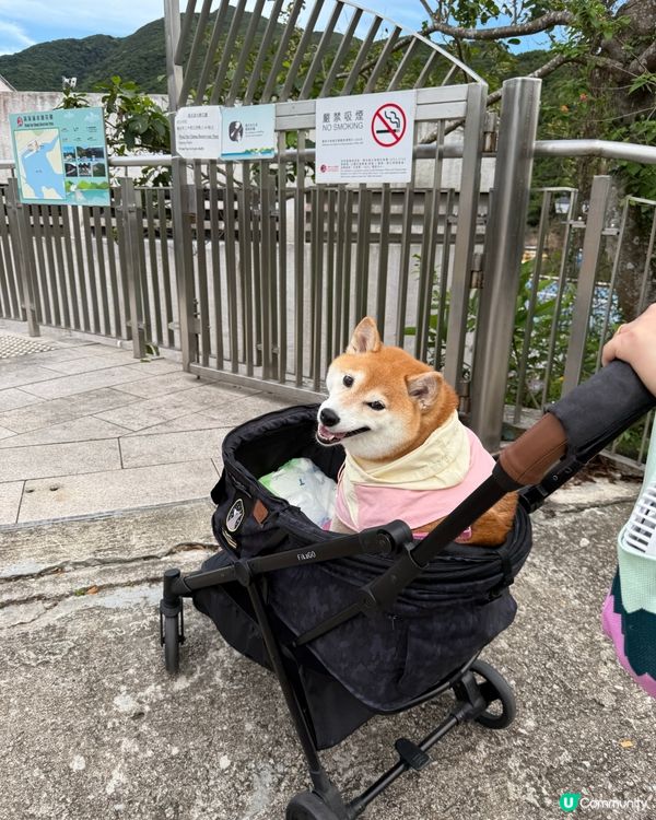 / 帶毛孩踩水上單車 \