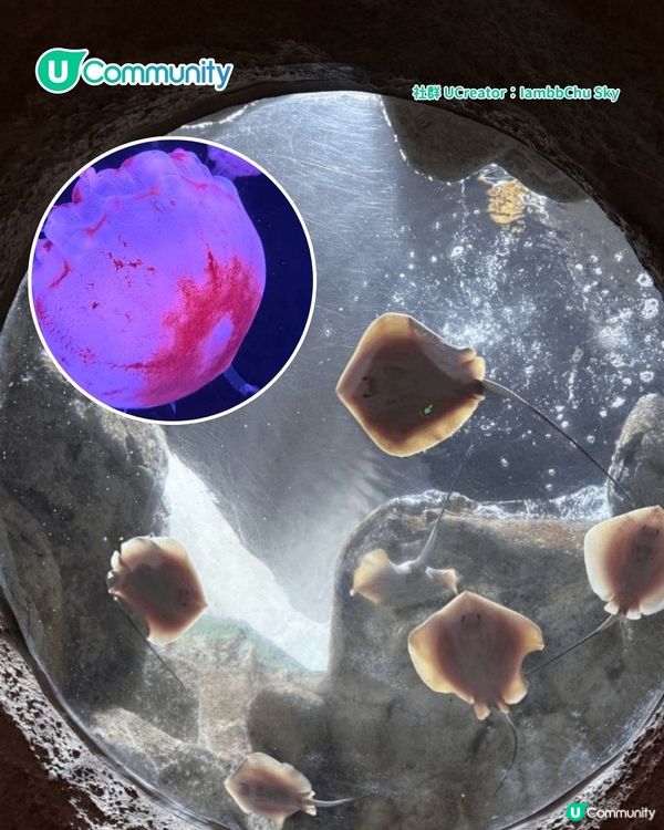 暑假親子遊|珠海長隆海洋王國攻略 必玩設施／鯨鯊館／白鯨劇場／煙花