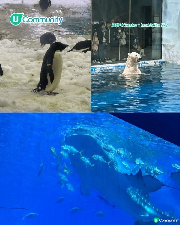 暑假親子遊|珠海長隆海洋王國攻略 必玩設施／鯨鯊館／白鯨劇場／煙花