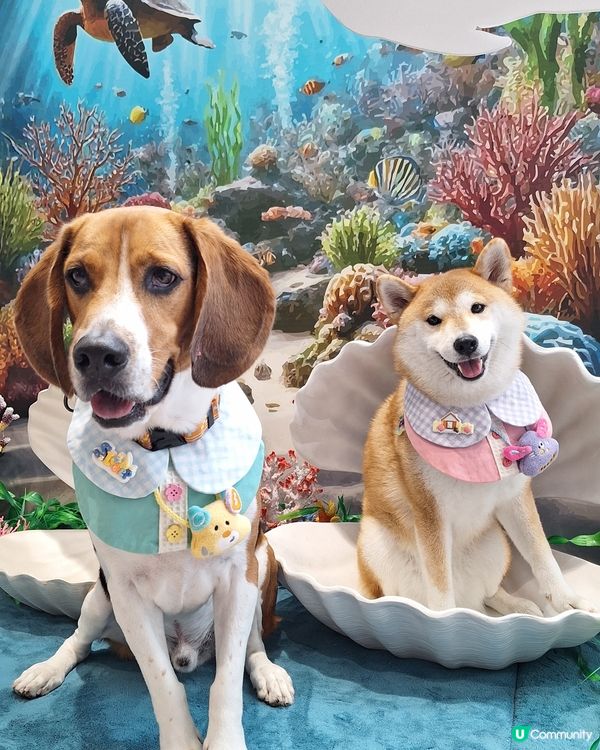 1.  北角打卡餐廳📸！狗狗都啱🐶！半日遊🥳！