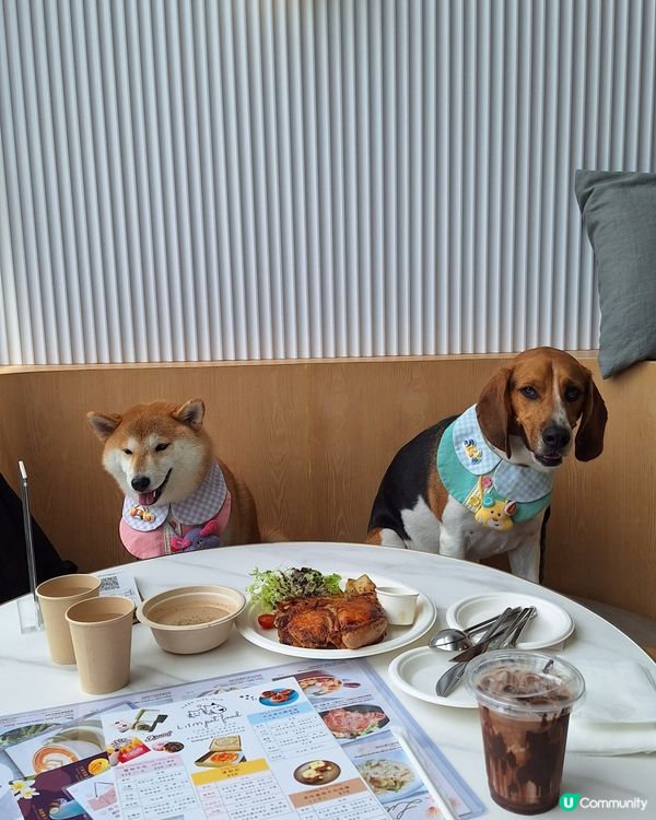 1.  北角打卡餐廳📸！狗狗都啱🐶！半日遊🥳！