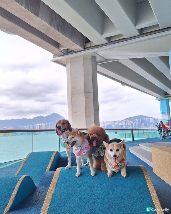 1.  北角打卡餐廳📸！狗狗都啱🐶！半日遊🥳！