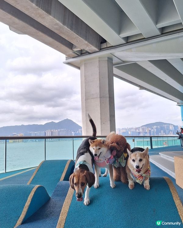 1.  北角打卡餐廳📸！狗狗都啱🐶！半日遊🥳！