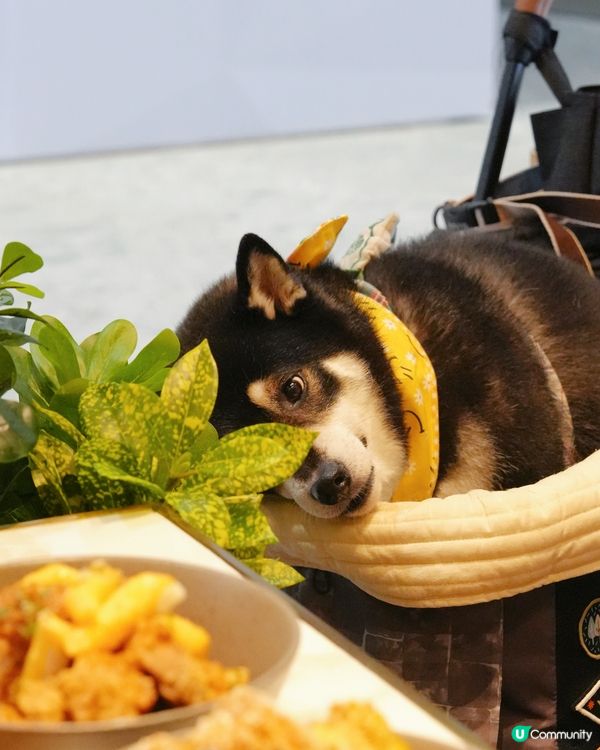 啟德炸雞陪食🤤！嫩滑香脆，停唔到口！🍗😋