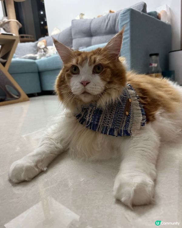 邊個襯衫好啲？🤔 波希米亞風王子？👑 靚爆！