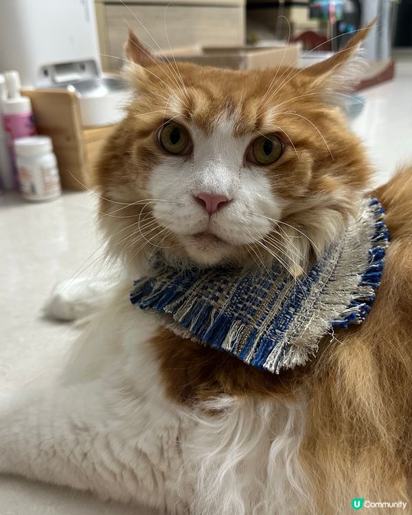 邊個襯衫好啲？🤔 波希米亞風王子？👑 靚爆！