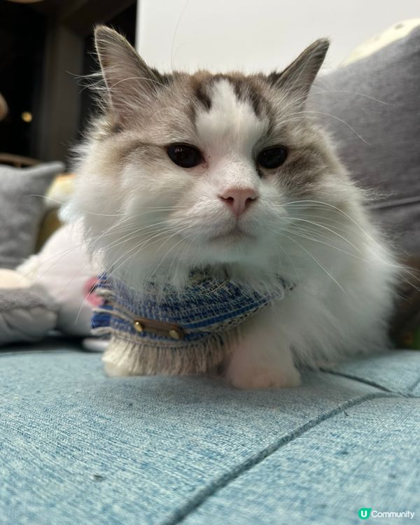 邊個襯衫好啲？🤔 波希米亞風王子？👑 靚爆！