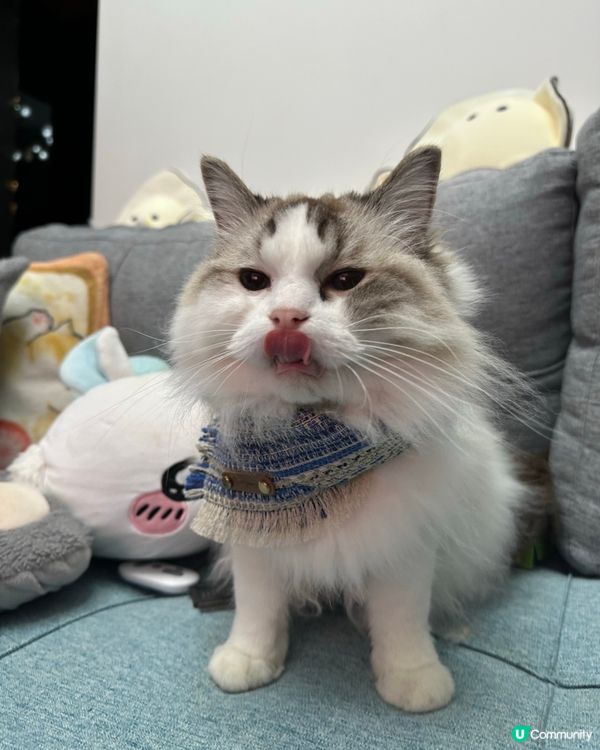 邊個襯衫好啲？🤔 波希米亞風王子？👑 靚爆！