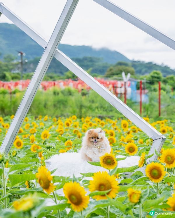 夏天熱辣辣☀️米蘇蘇去信芯園🌻影靚相！📸