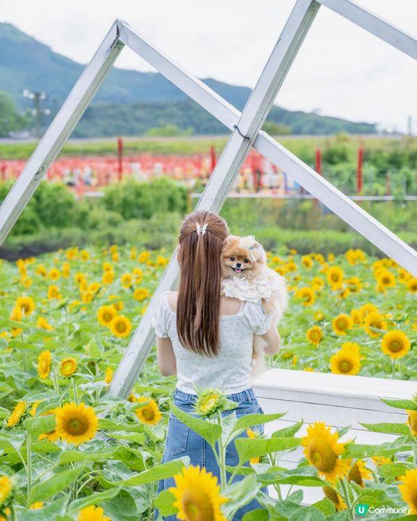 夏天熱辣辣☀️米蘇蘇去信芯園🌻影靚相！📸