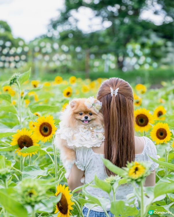 夏天熱辣辣☀️米蘇蘇去信芯園🌻影靚相！📸