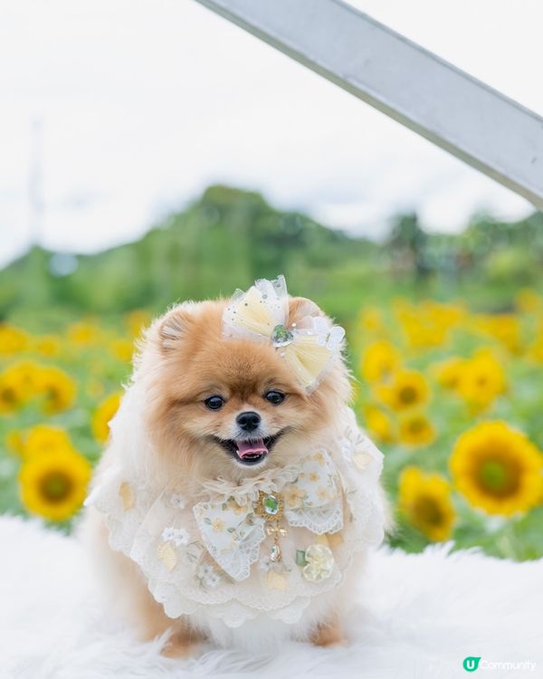 夏天熱辣辣☀️米蘇蘇去信芯園🌻影靚相！📸