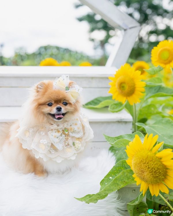 夏天熱辣辣☀️米蘇蘇去信芯園🌻影靚相！📸