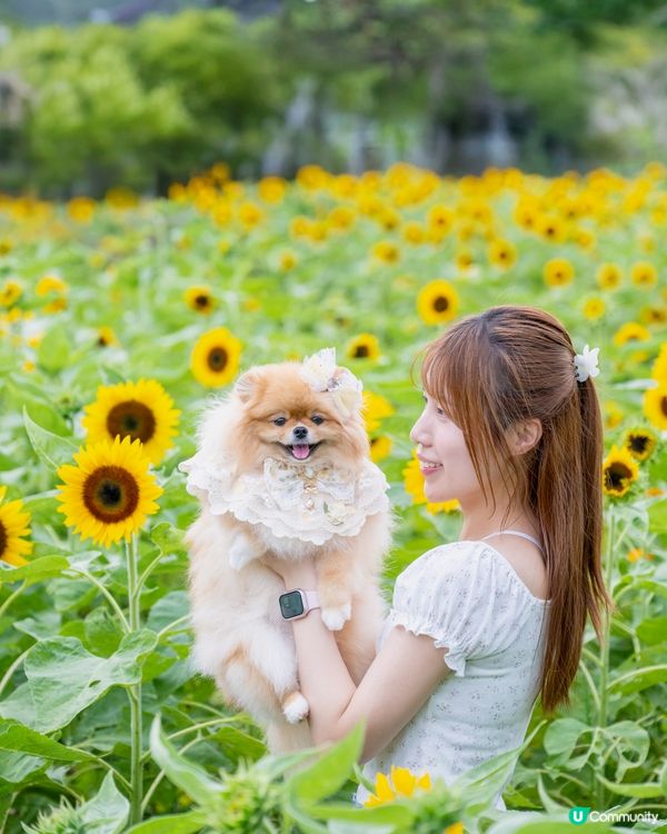 夏天熱辣辣☀️米蘇蘇去信芯園🌻影靚相！📸