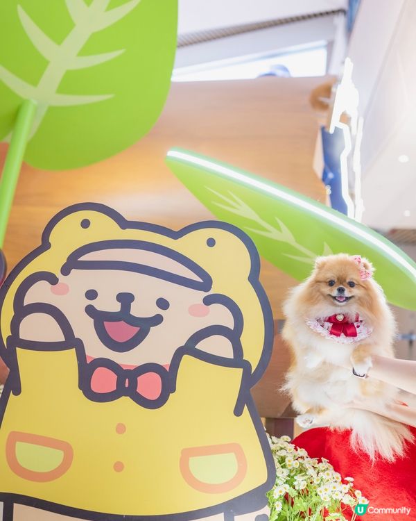 ❤️MALTESE X YOHO 夏日心友會❤️