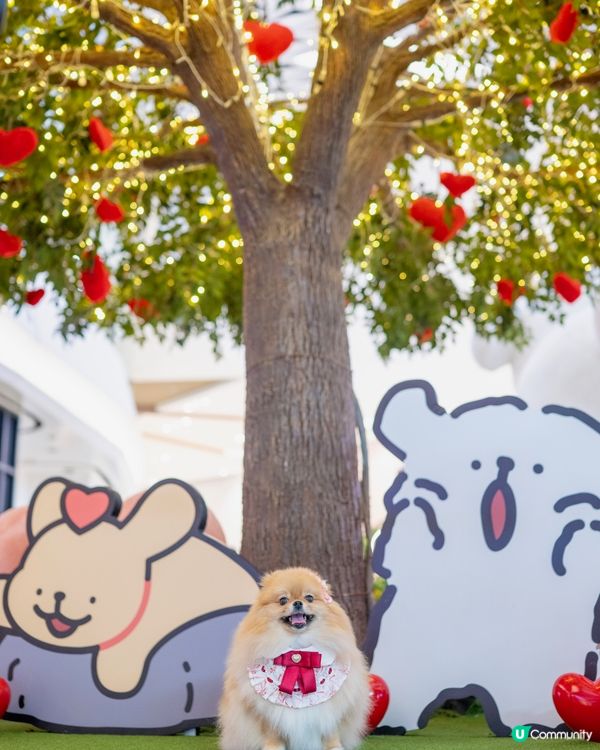 ❤️MALTESE X YOHO 夏日心友會❤️