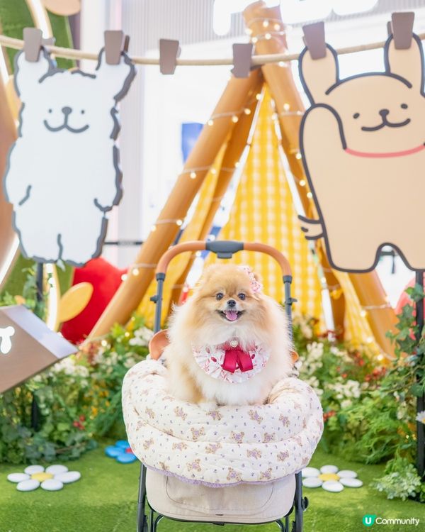 ❤️MALTESE X YOHO 夏日心友會❤️