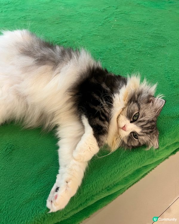貓奴必去！深圳貓貓Cafe😻 低至¥29位