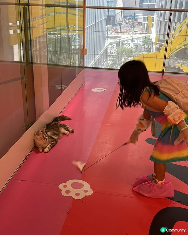 貓奴必去！深圳貓貓Cafe😻 低至¥29位