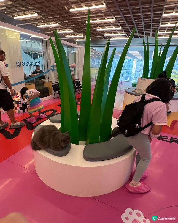 貓奴必去！深圳貓貓Cafe😻 低至¥29位