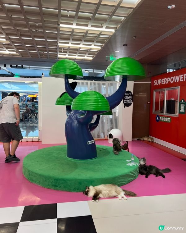 貓奴必去！深圳貓貓Cafe😻 低至¥29位