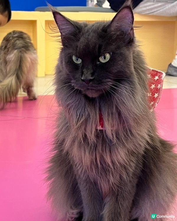 貓奴必去！深圳貓貓Cafe😻 低至¥29位